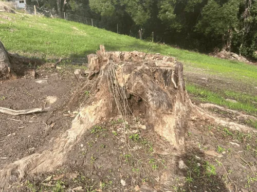 Murwillumbah Stump Grinding