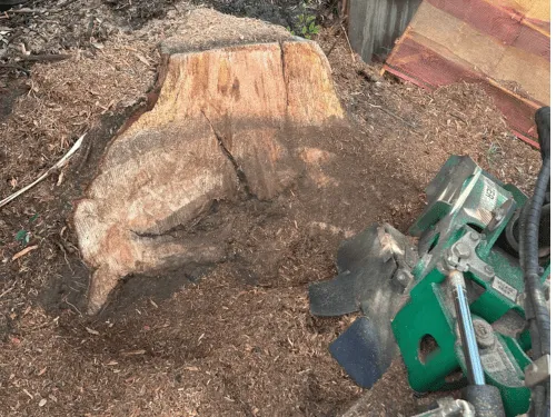 Murwillumbah Complete Tree Removal