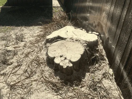 Coolangatta Tight Access Stump Grinding