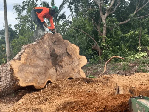  Stump Grinding