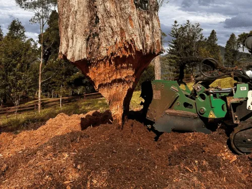 Complete Tree Removal in Tugun