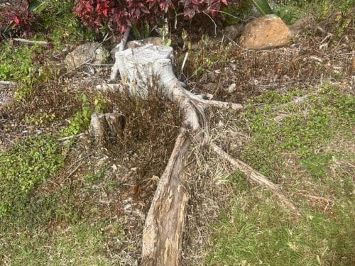 Complete Tree Removal Tugun
