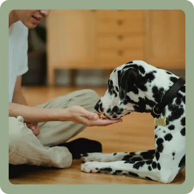 recommended pet products