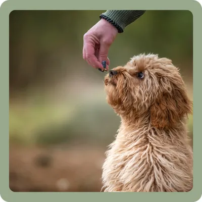 DotDotPet: Conditioning Dog Shampoo