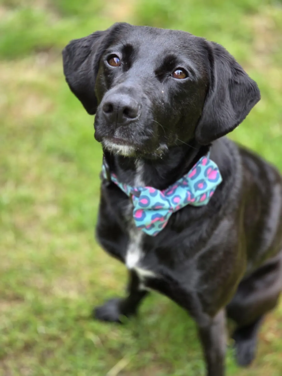Urban Tails Collar and Bow