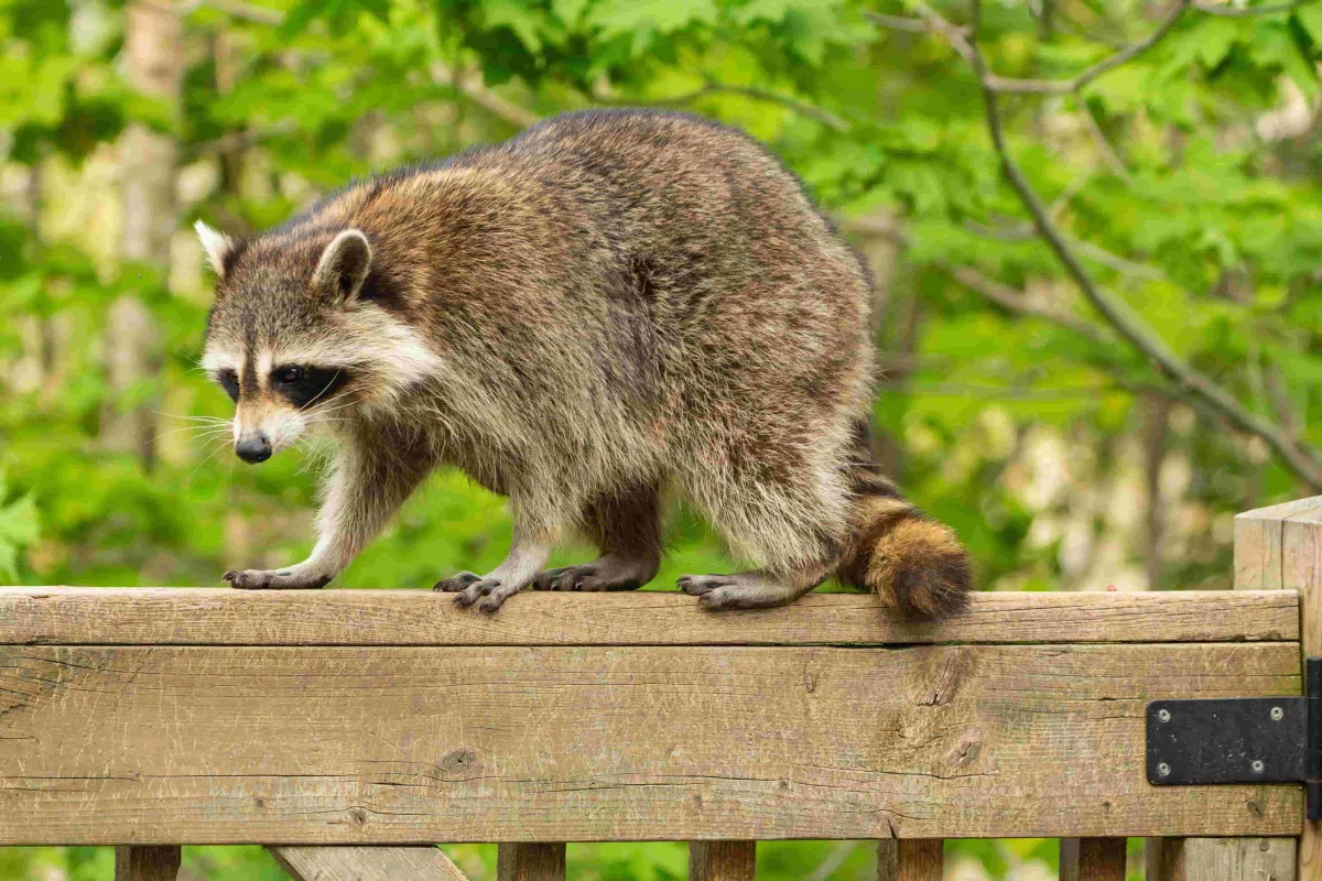 Racoon on wood gate
