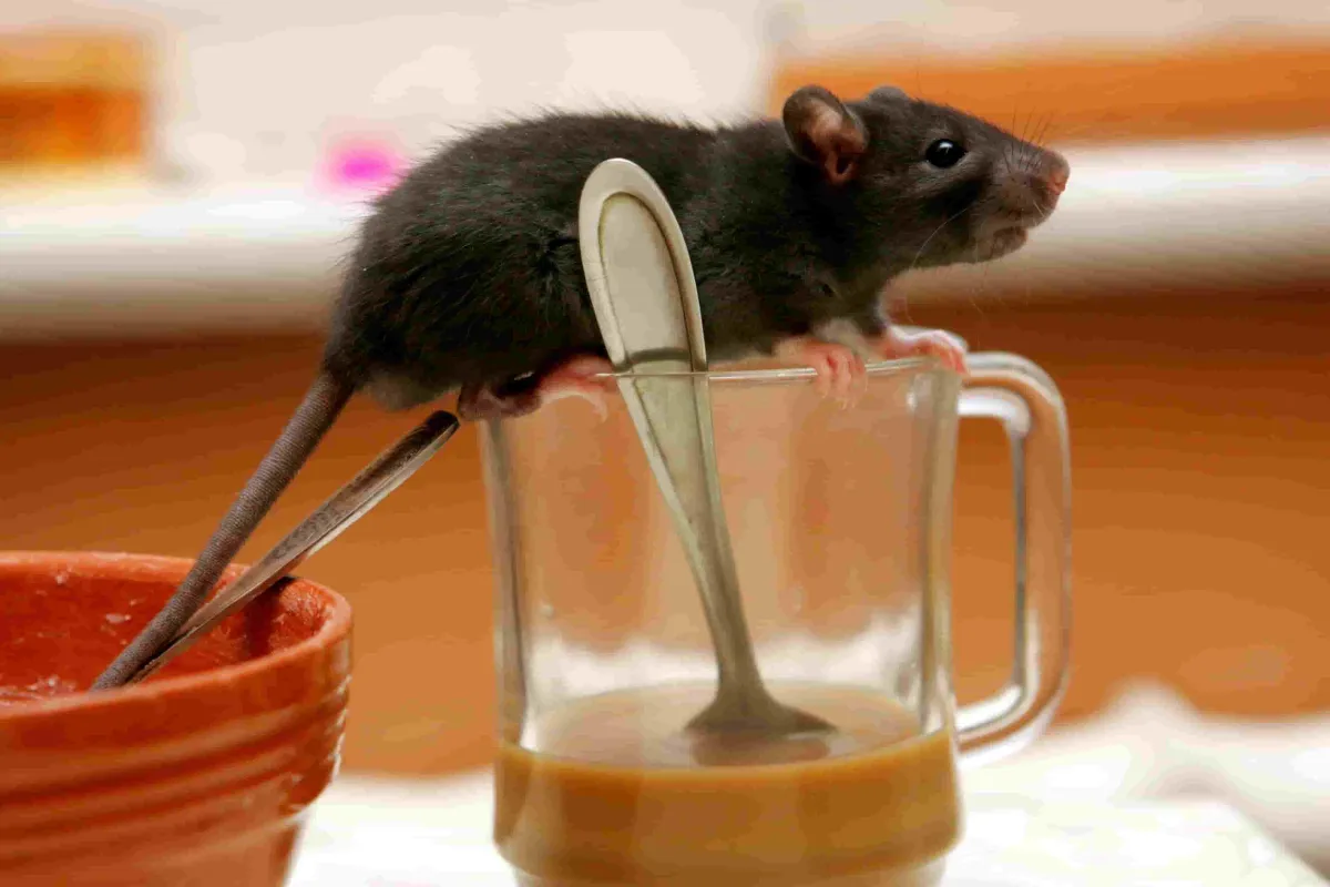 mouse on clear coffee cup with spoon and coffee in it