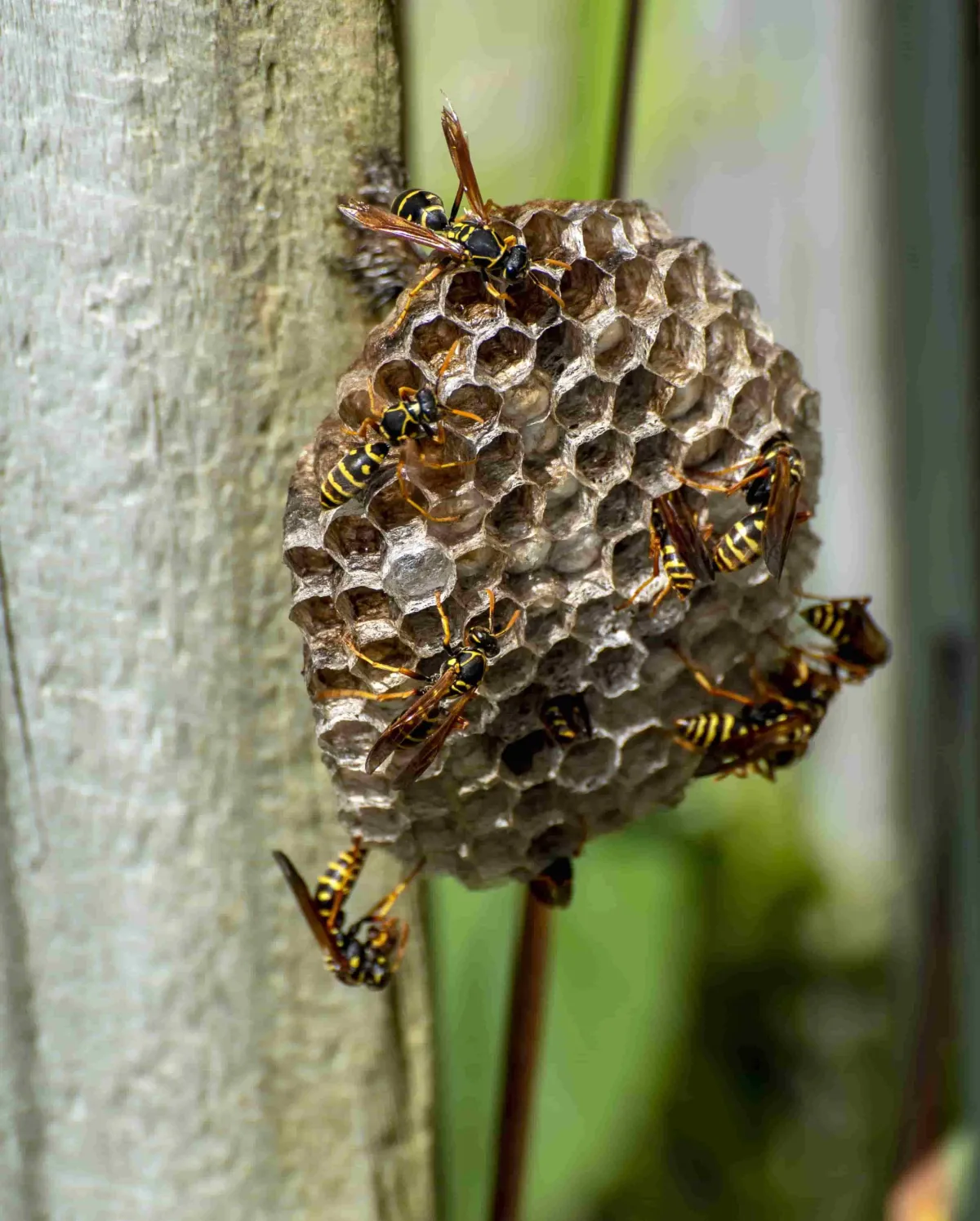 wasps nest with wasps on it