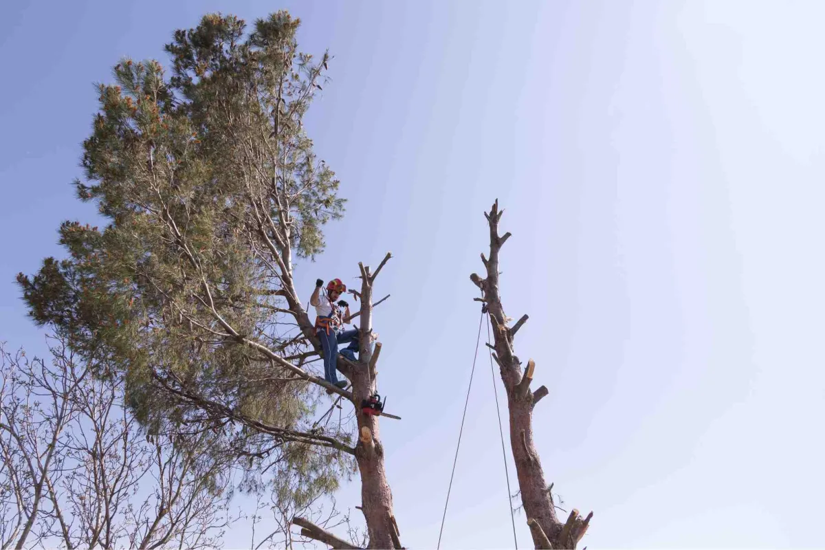 Removing limbs from tree for tree removal