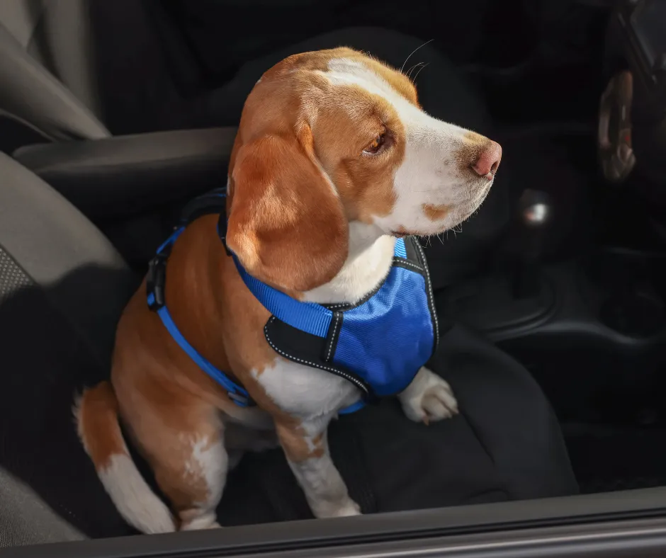 pet hair removal