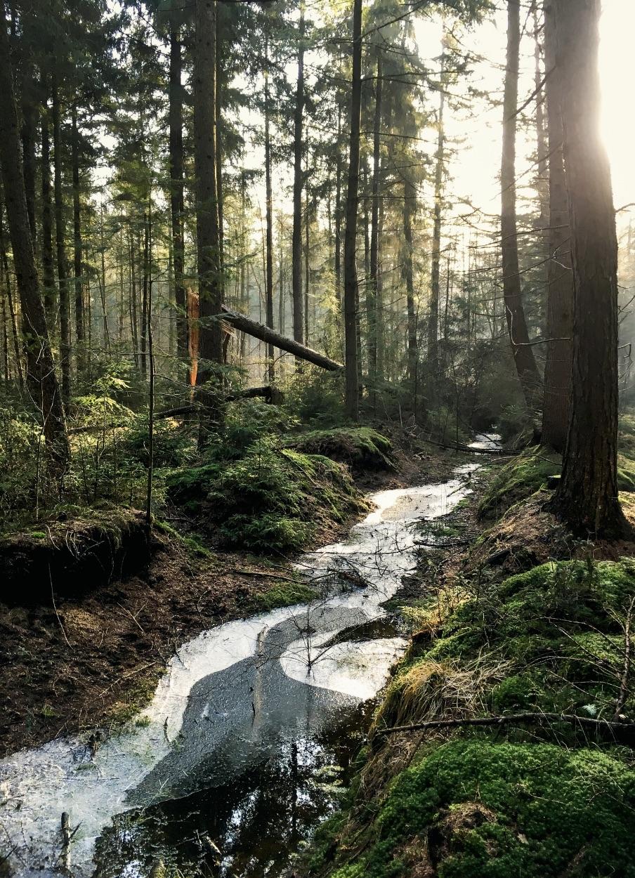 Peaceful forest with a small stream and morning light filtering through tall trees.