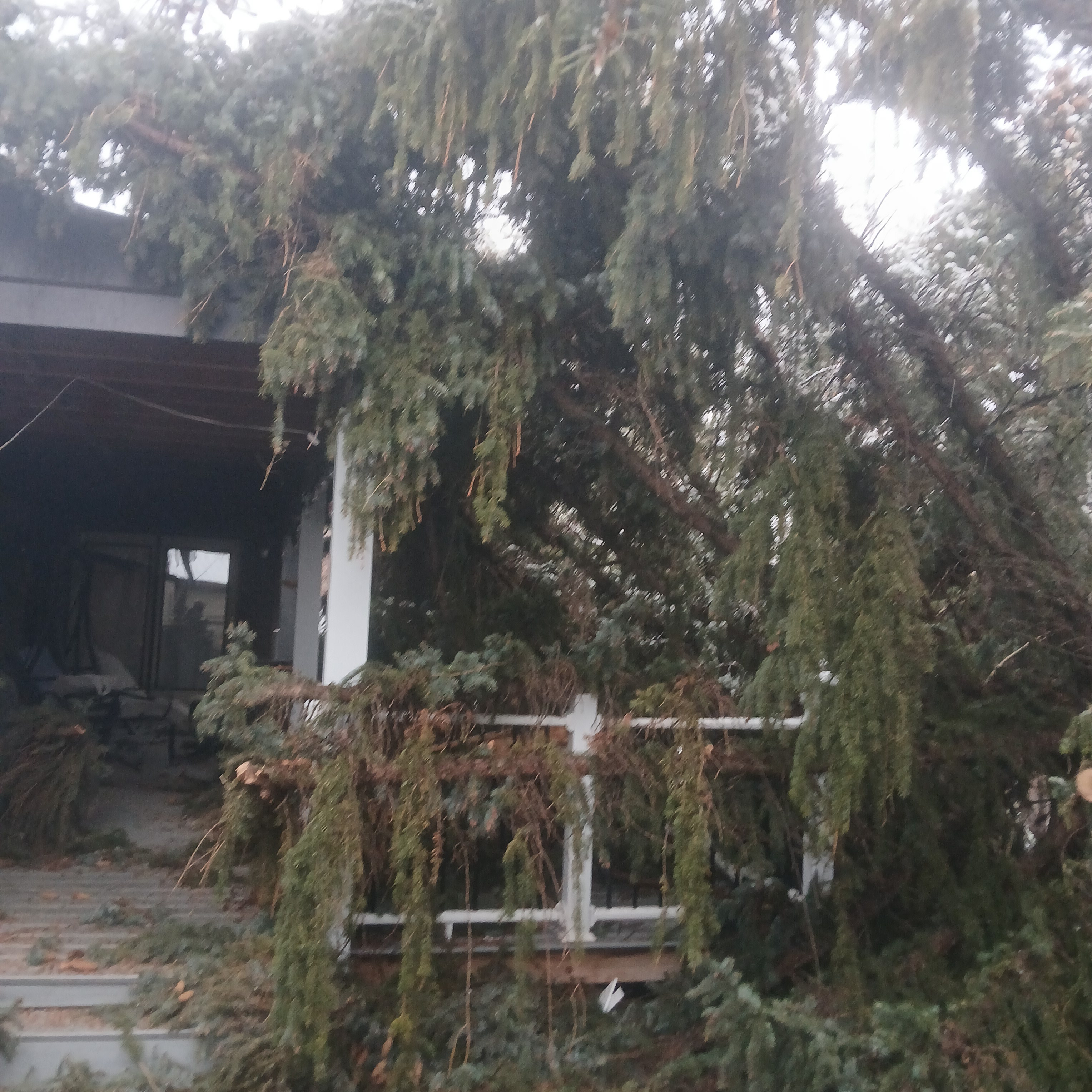 Freshly ground stump area ready for new landscaping