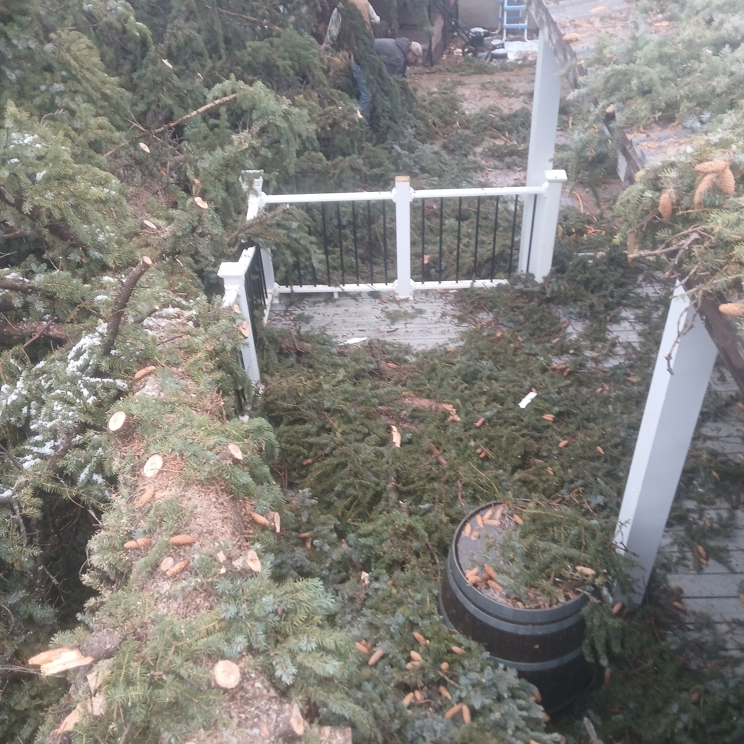 Team safely removing a problem tree near a home