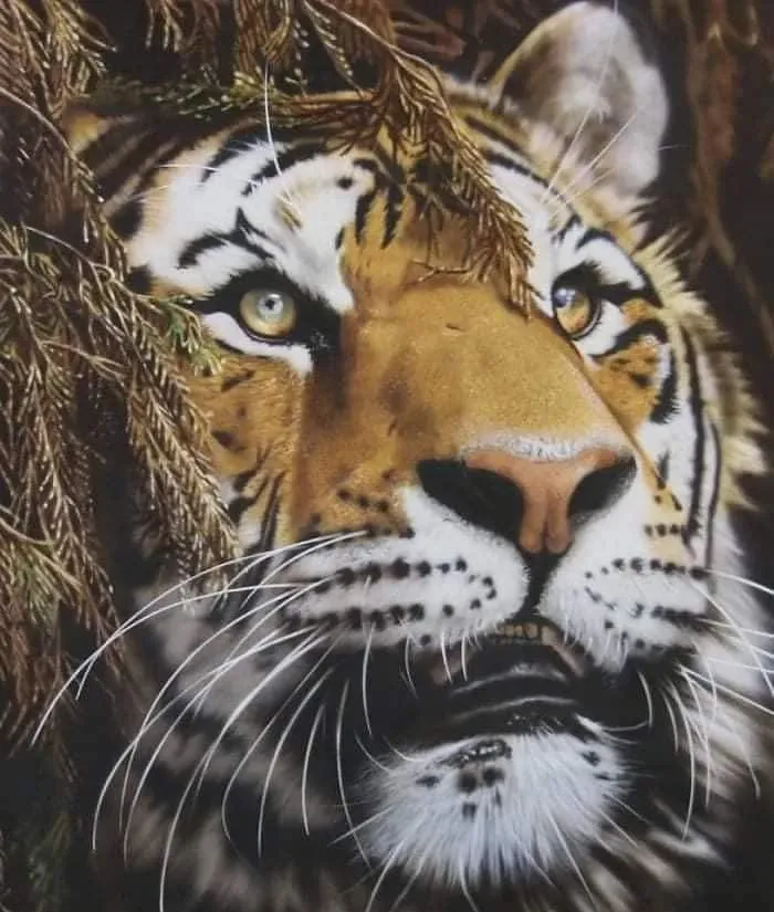 Tiger Canvas Art By Dave Bristow