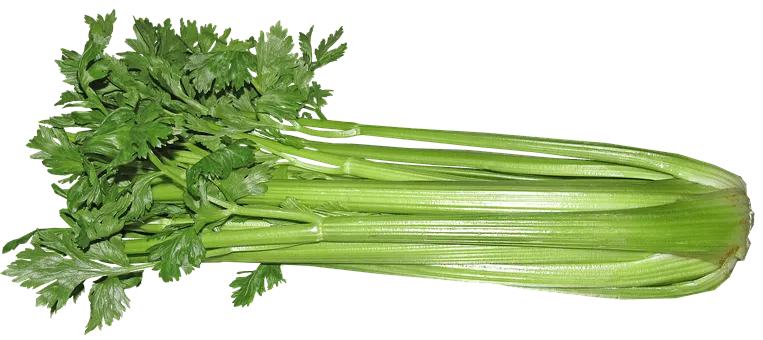 Stangensellerie