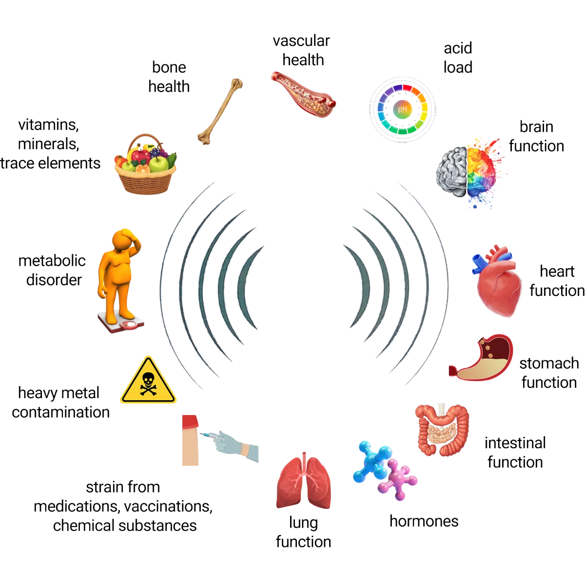 Was wird beim Bodyscan gemessen?