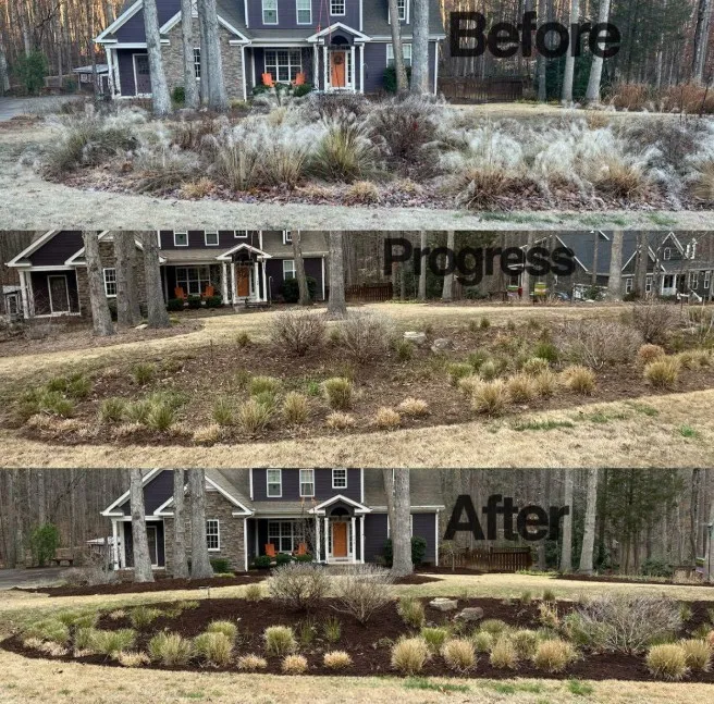 Before and after image of tall plants removed and mulch added for a clean, landscaped front yard.