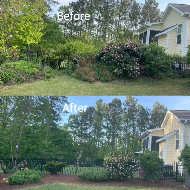 Before and after photo showing backyard bushes and plants trimmed with fresh mulch added.