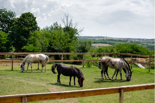 Gate Installation & Repair in 