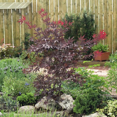 a close up of a tree with lots of leaves