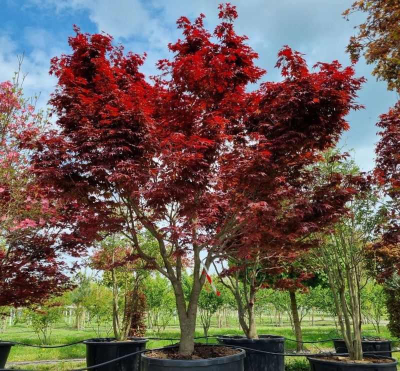 A winding path leads to a traditional asian pavilion.