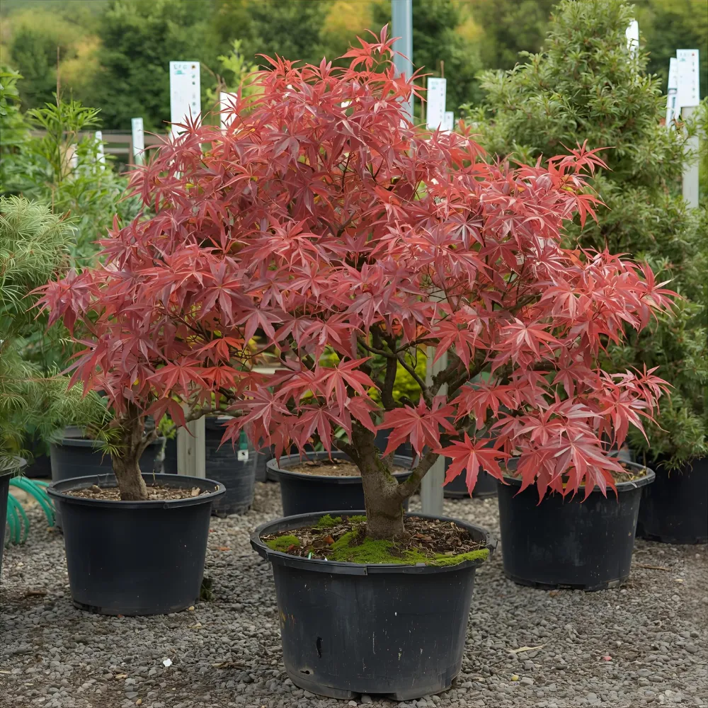 a close up of a tree with lots of leaves