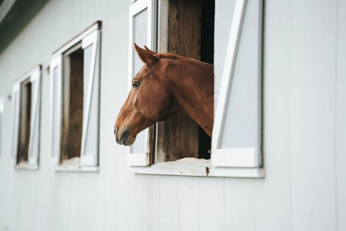 Chestnut horse looking out of a stable window on a farm