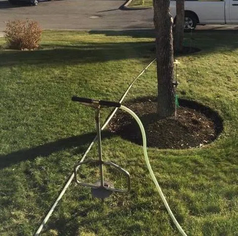 mulch around the base of an oak tree