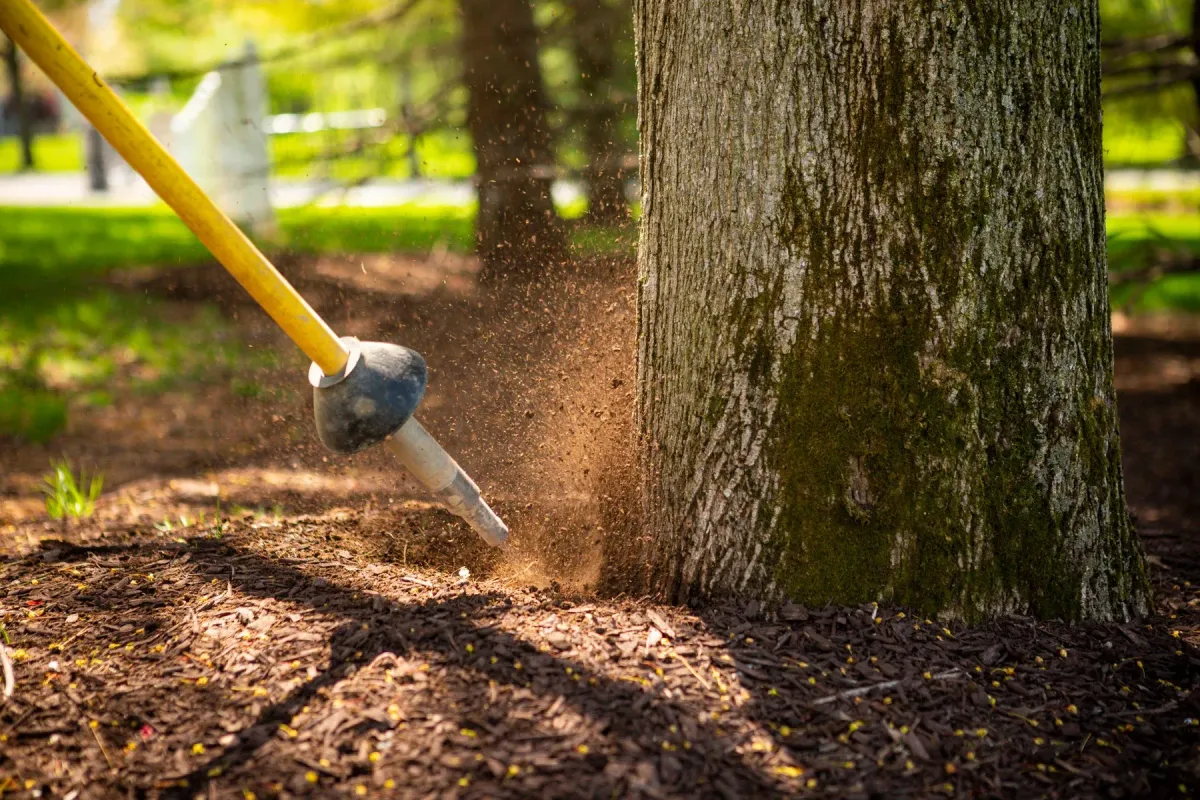 air spading a tree collar