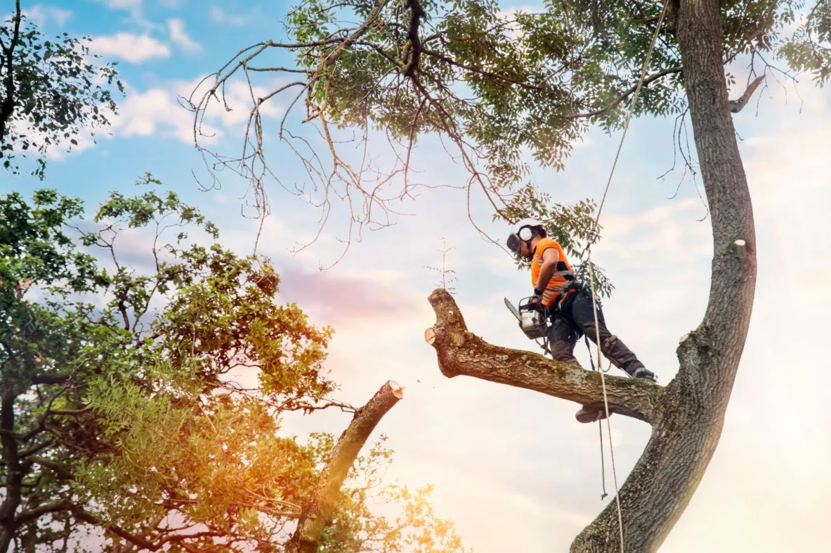 Tree & Shrub Trimming or Removal