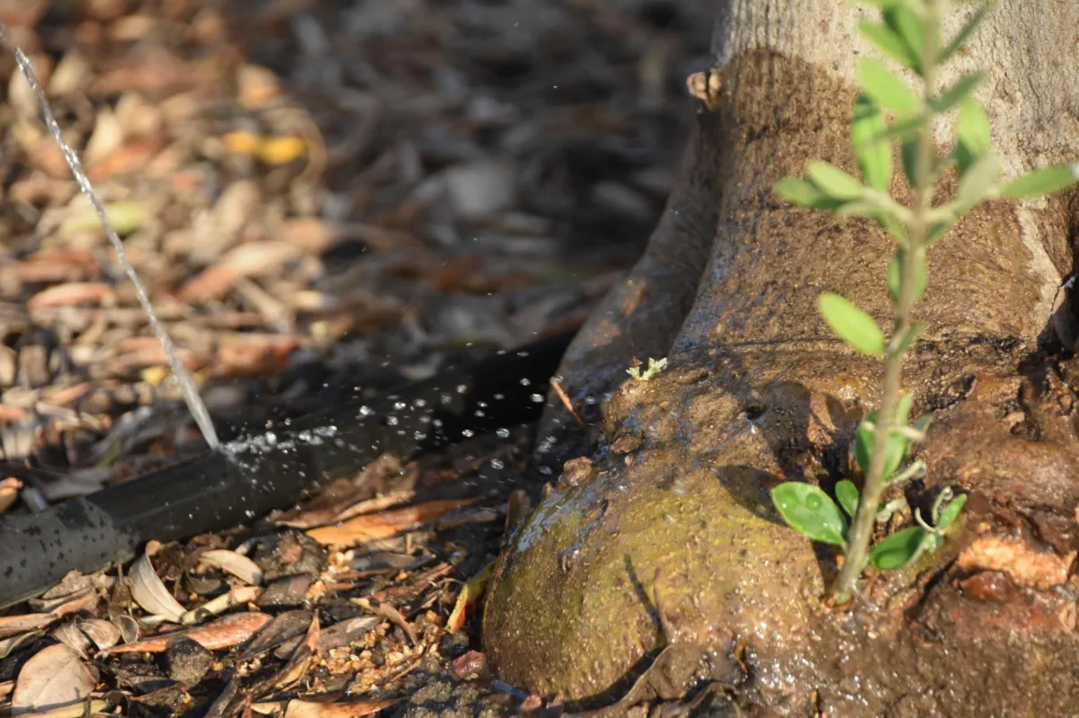 Tree Planting & Transplanting