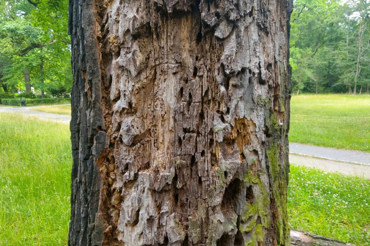 a damaged ash tree trunk