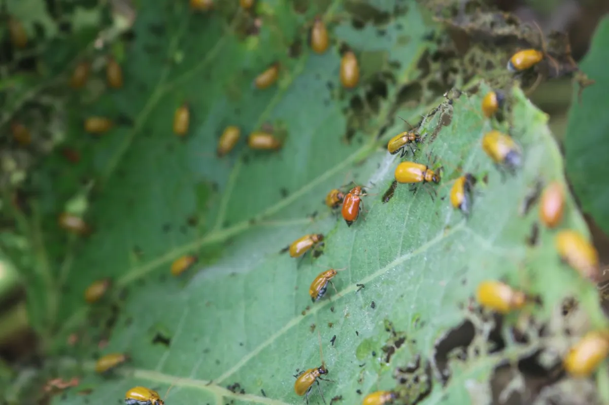 A leaf covered in small green bugs that are chewing holes into it