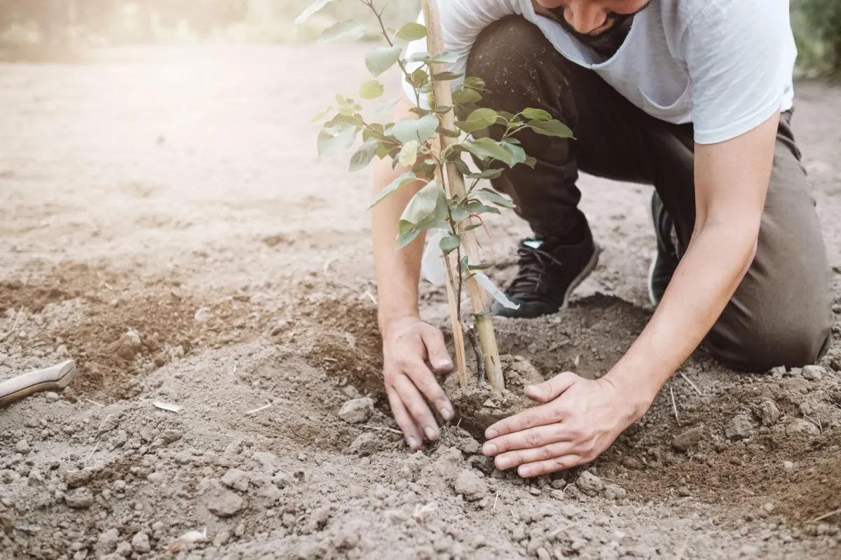 A Guide for Landscaping