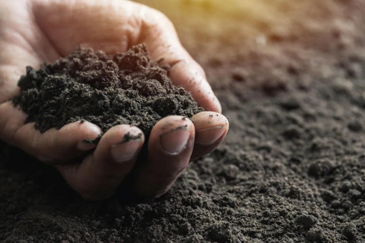 A handful of healthy looking soil