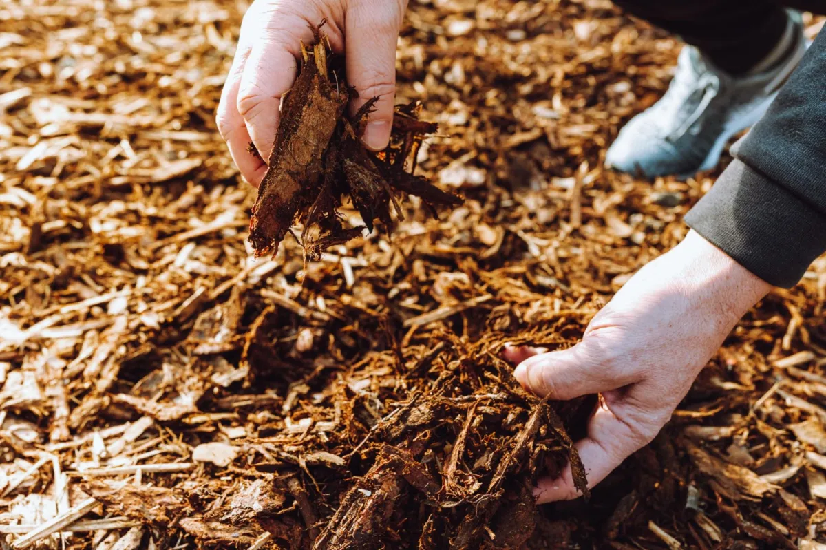 Applying mulch by hand