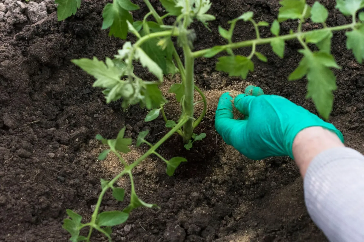 Applying bonemeal to soil