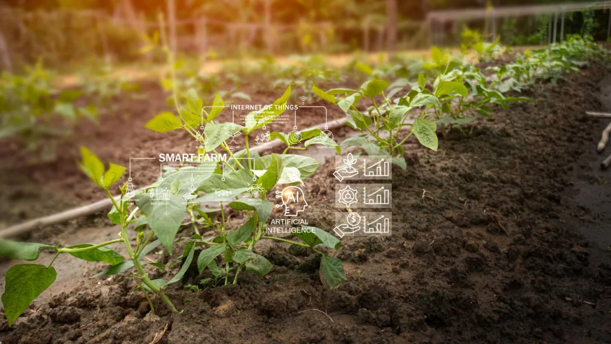 A handful of healthy looking soil