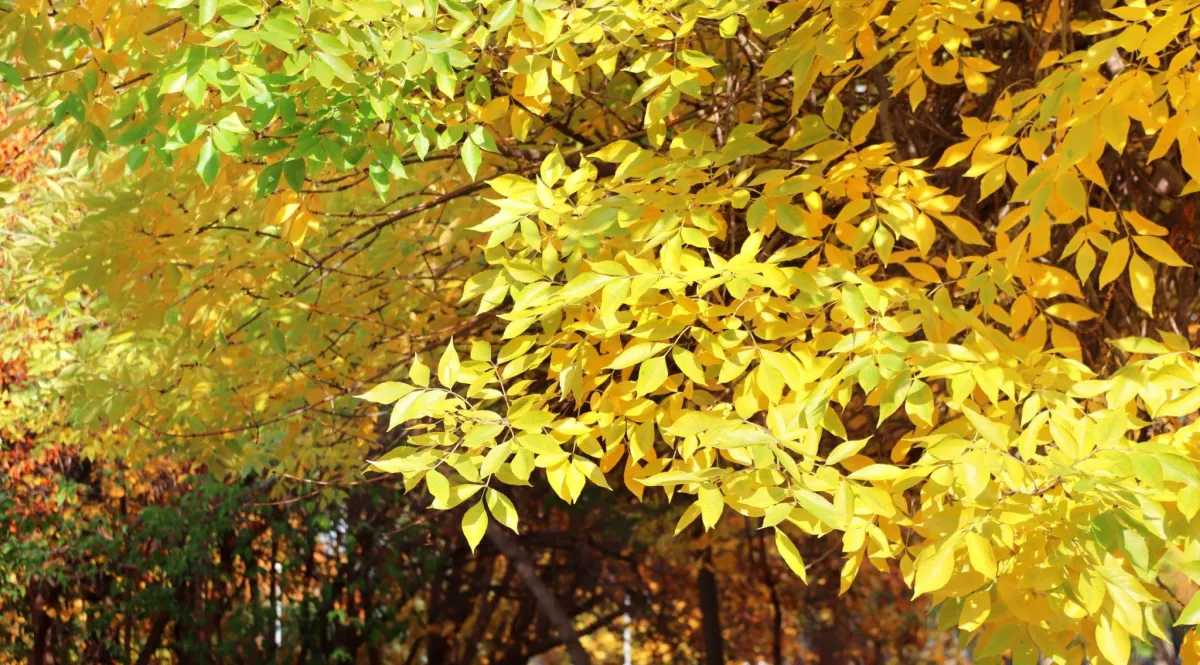 Yellow ash  tree leaves on the branch