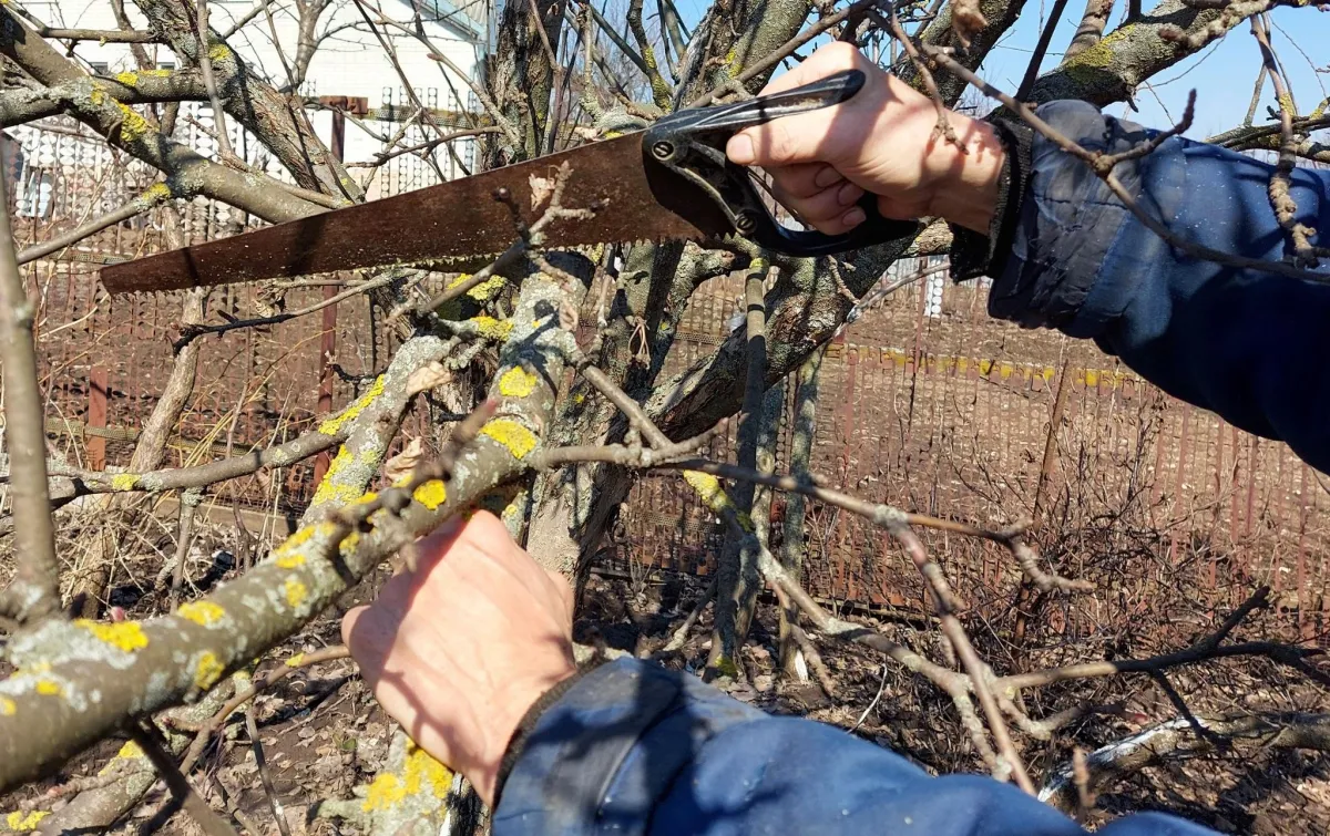 Applying mulch by hand