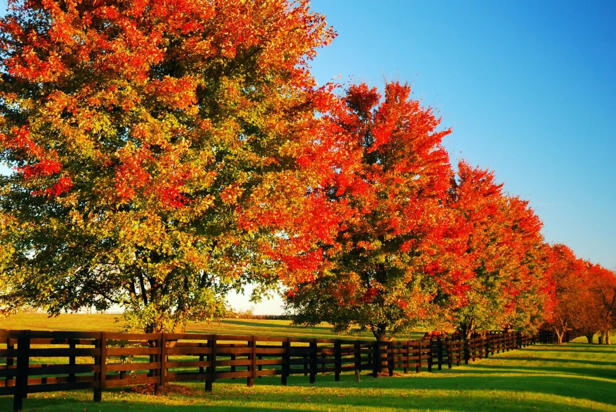 A picture is fall scene of a row of  trees, with bright red and orangefall foliage along a wooden fence line