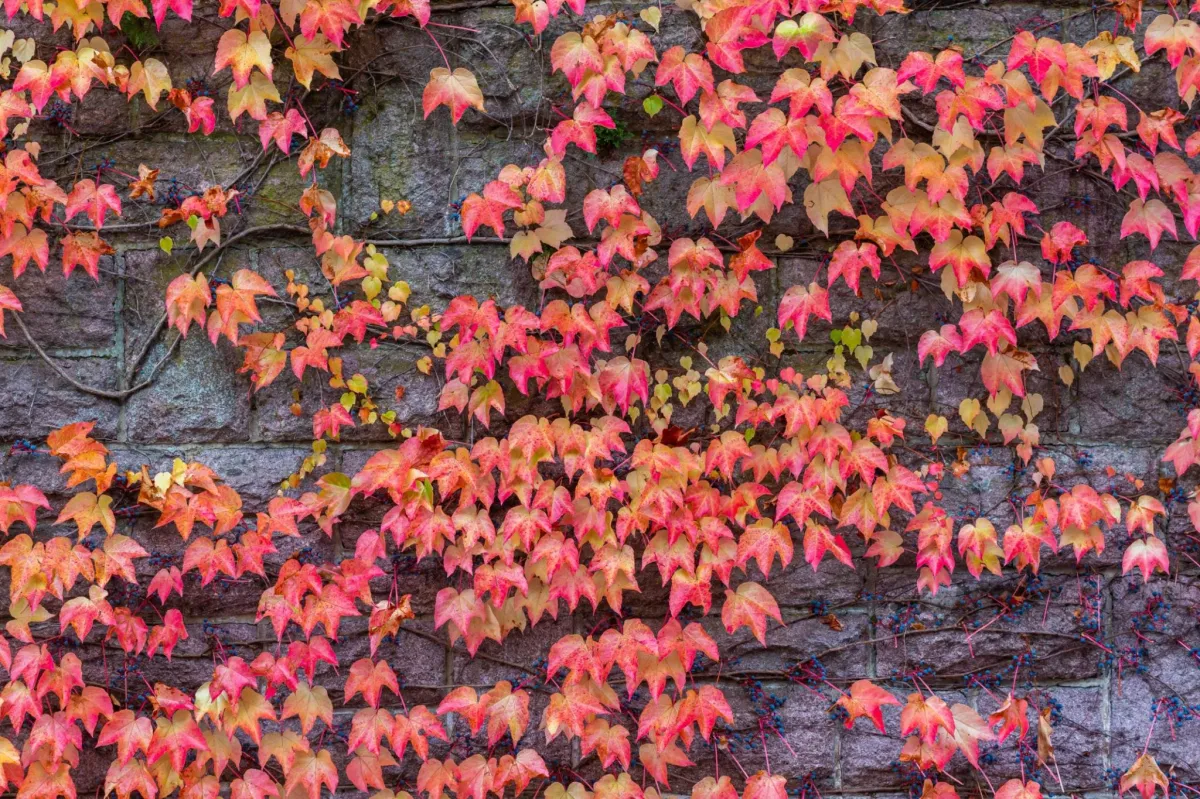 red Virginia creeper leaves in the fall