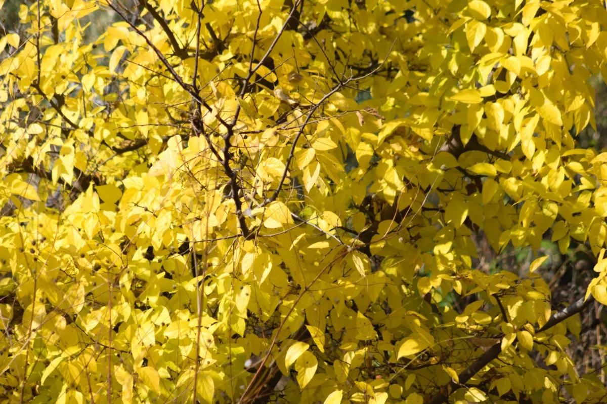 Hackberry tree with vibrant yellow leaves