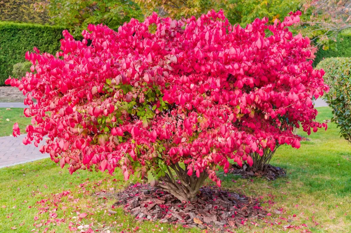 Burning bush plant with vibrant red leaves