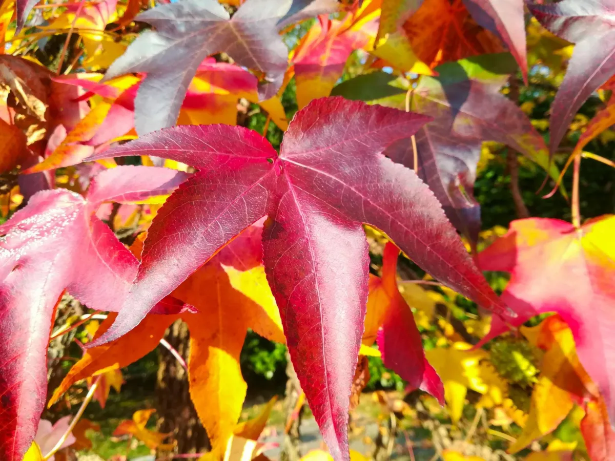 Sweet gum tree with vibrant red leaves