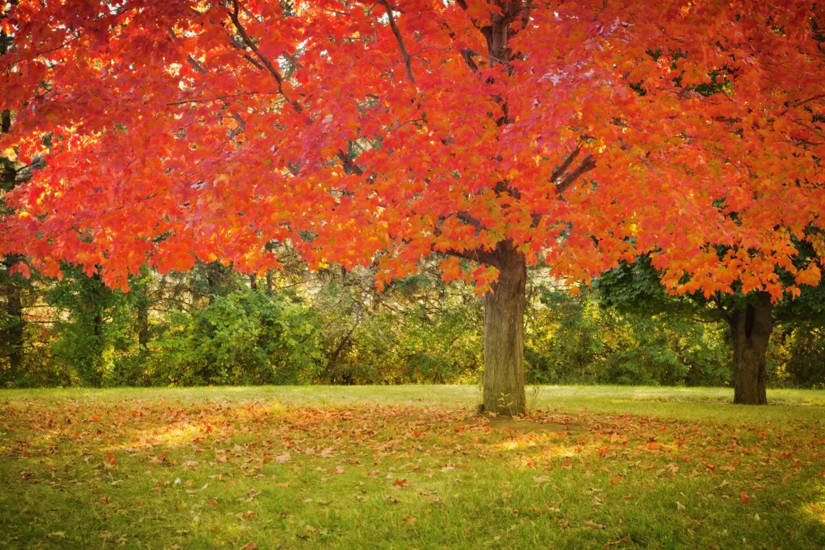 Red maple tree with vibrant red leaves