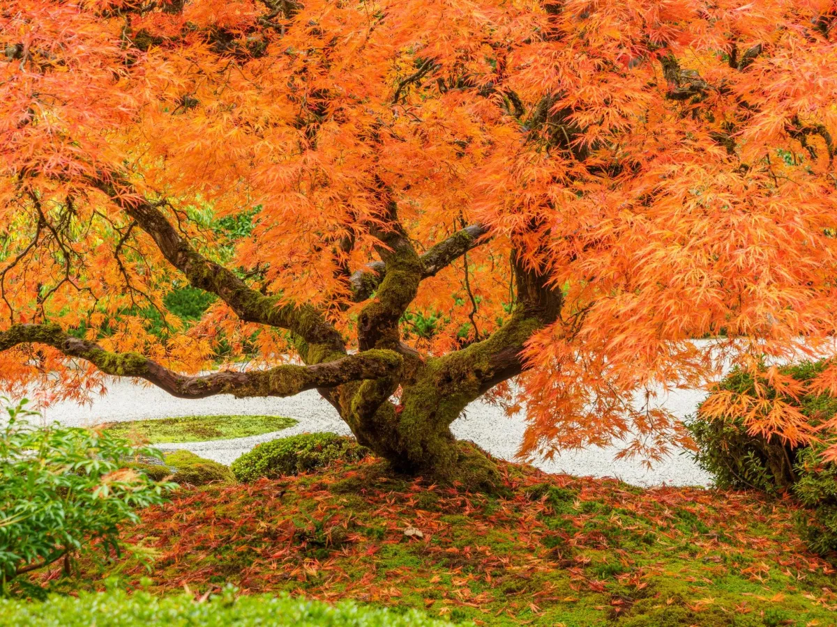 Japanese maple tree with vibrant orange leaves