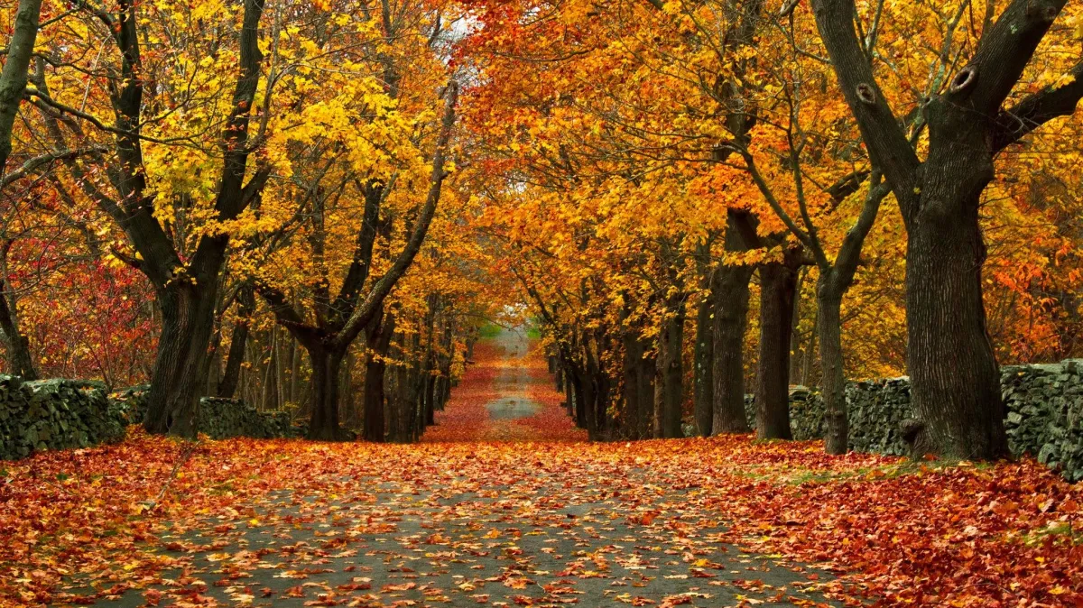 A street line with trees covered in vibrant fall foliage