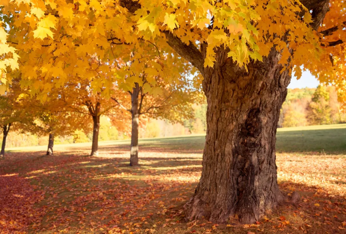 Sugar maple tree with vibrant yellow leaves