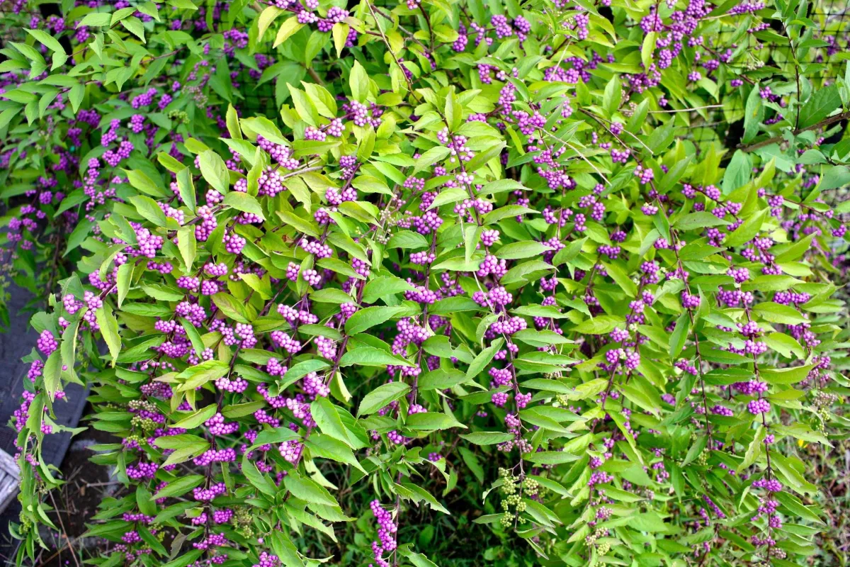 A beautyberry bush, full of purple berries